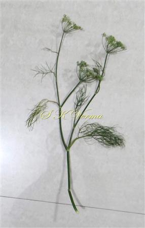  Flowering shoot
